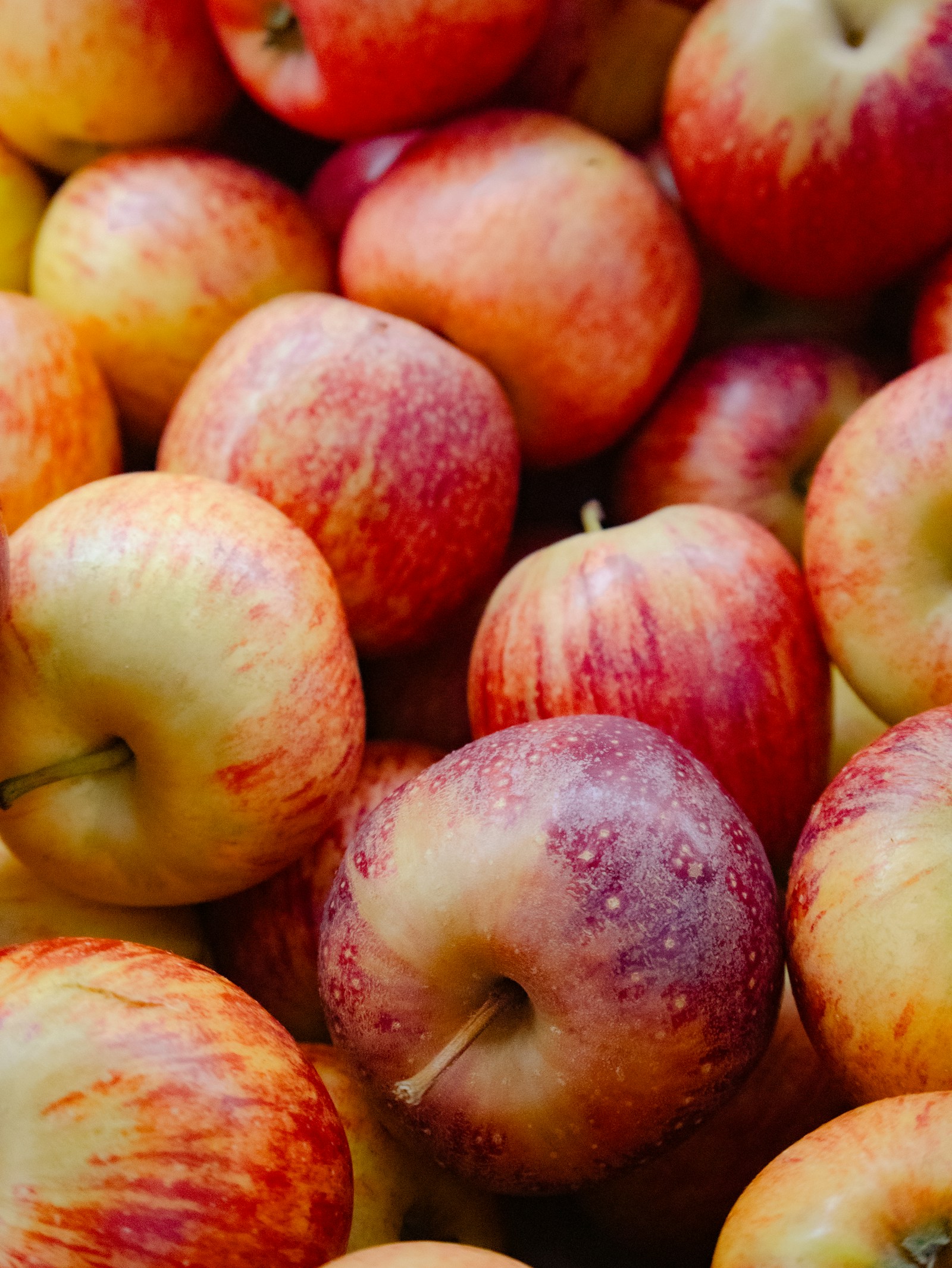 Closeup of red and yellow apples showing their striped skins and stems. Illustrative photo.