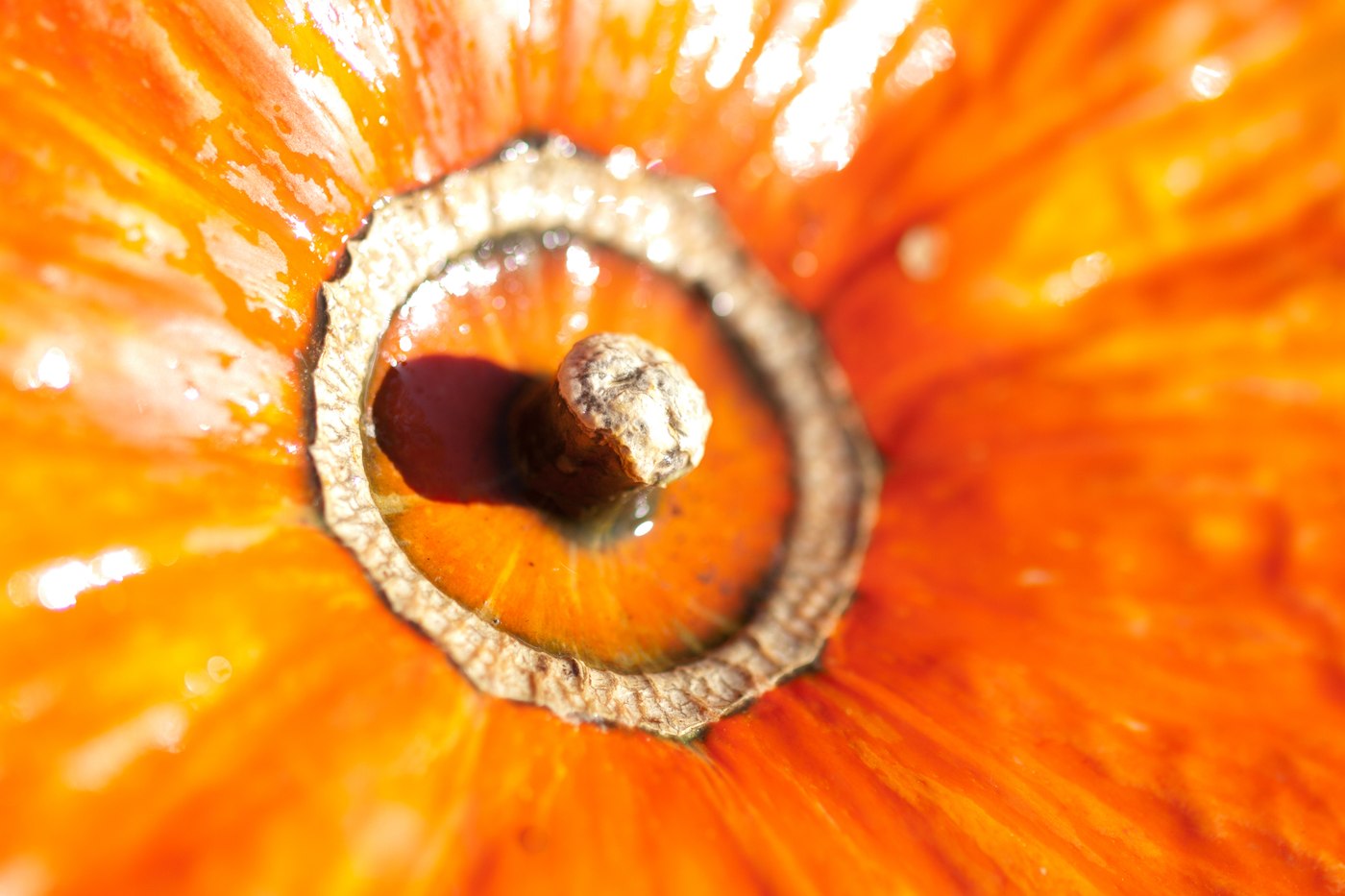 Extreme closeup of the short stem and glossy orange ribs of a pumpkin. Illustrative photo.